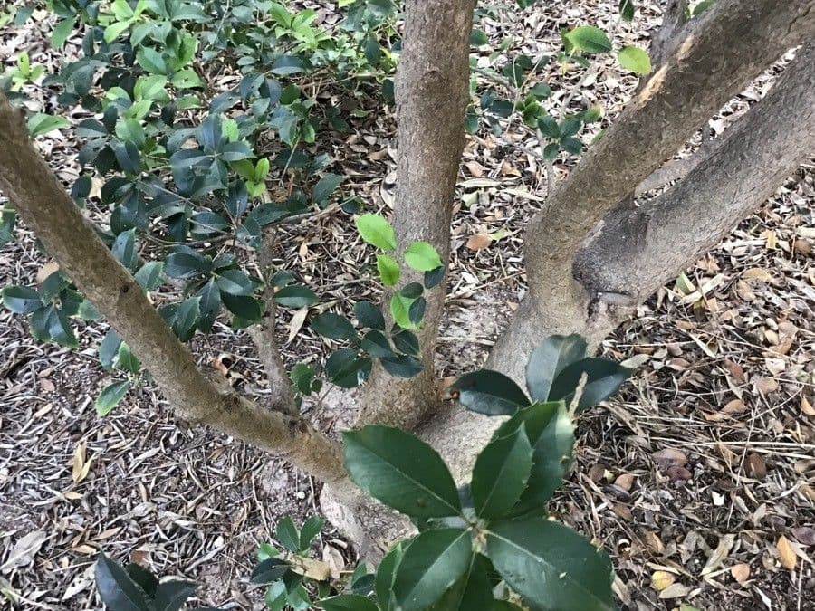 Osmanthus 9