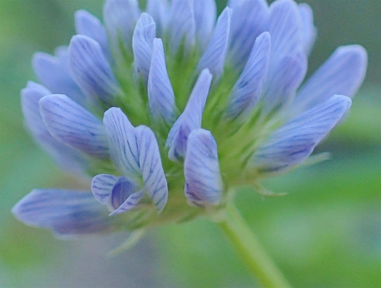 Fieno greco blu 6