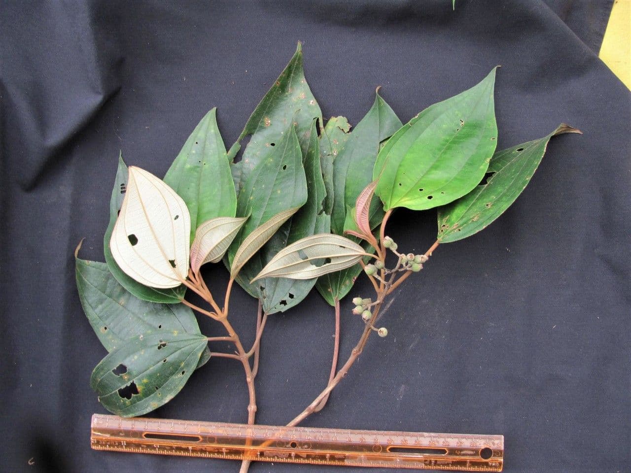 Miconia a dodici stami 7