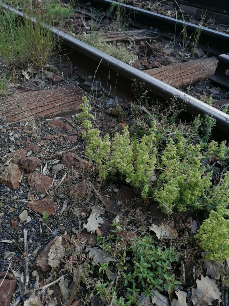 Galium 6