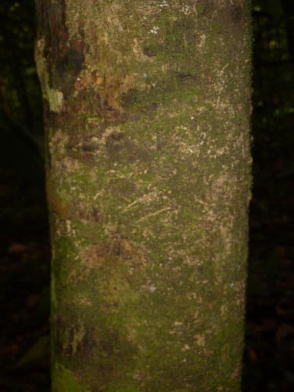 Discophora 7