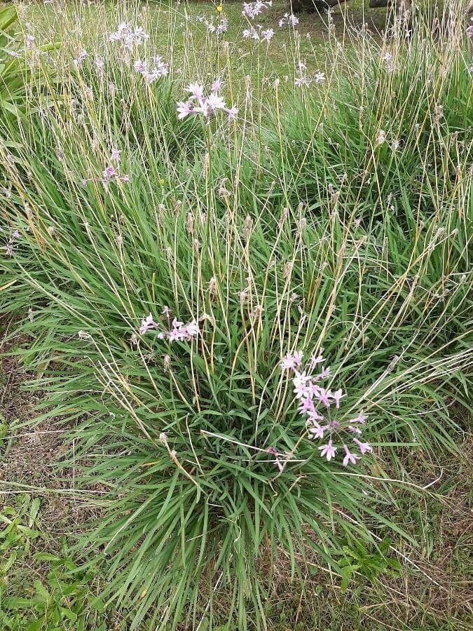 Tulbaghia 12