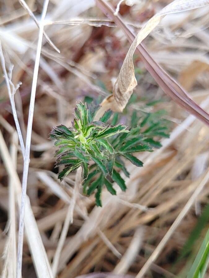 Tagetes lunulato 8