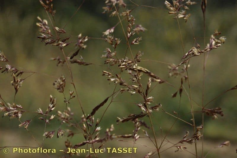 Deschampsia media 6