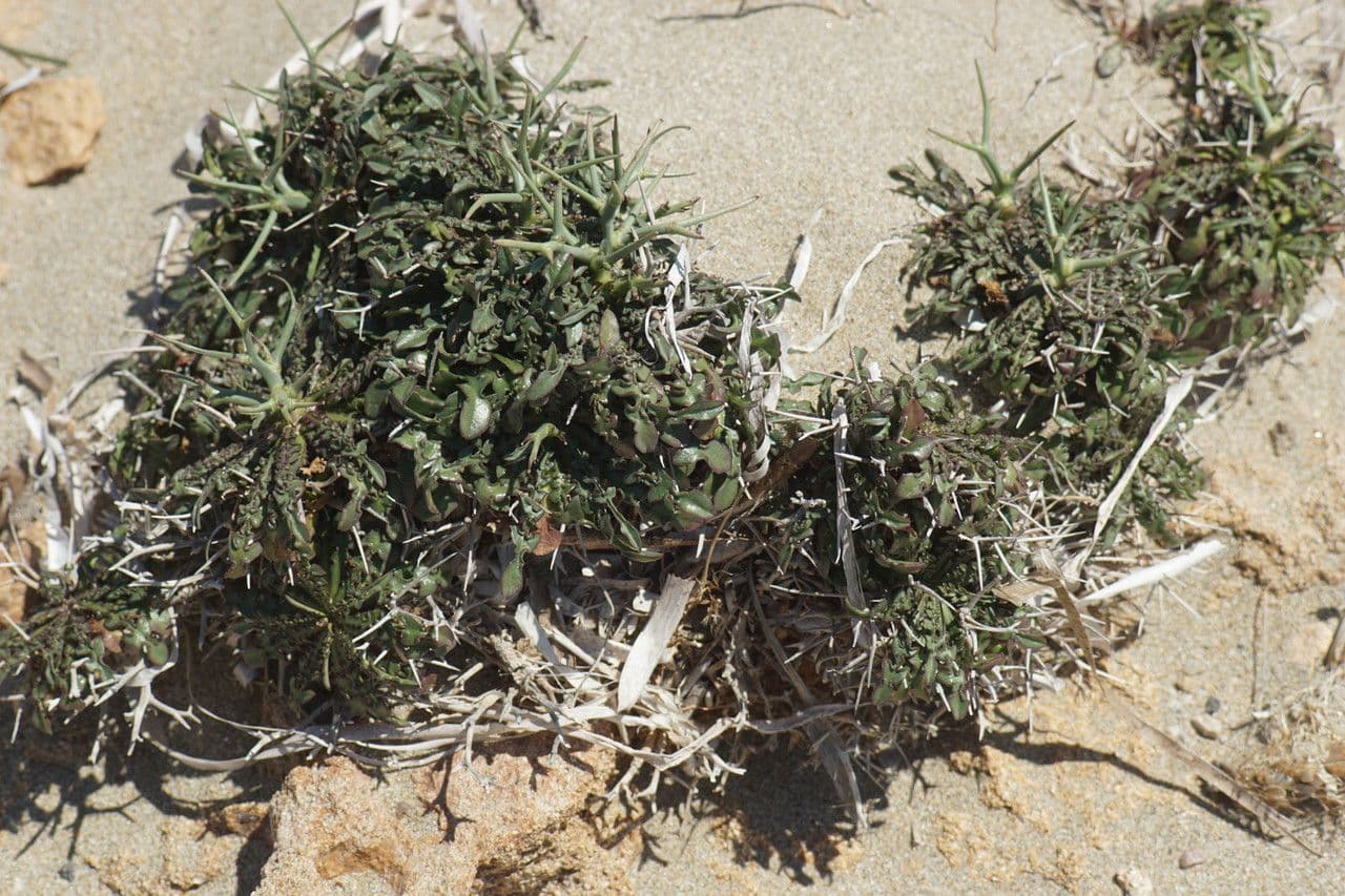Cicoria spinosa 7