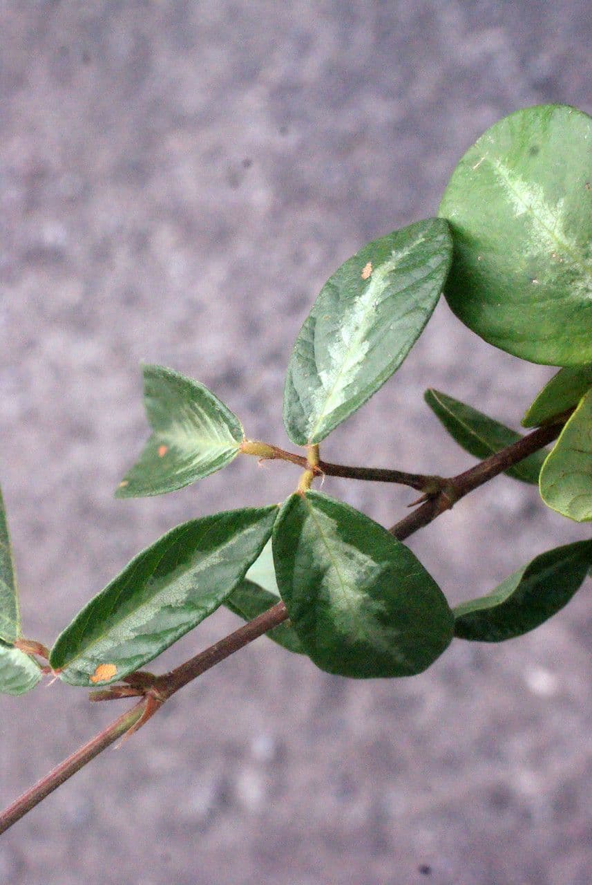 Desmodium 16