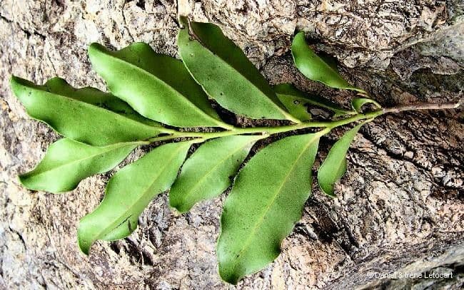 Diospyros 12