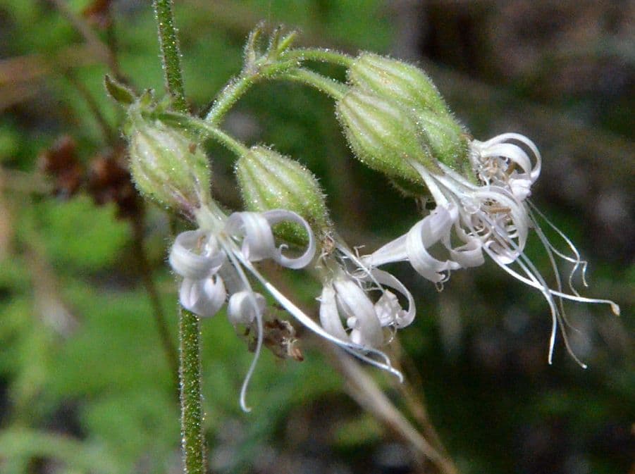Silene 4