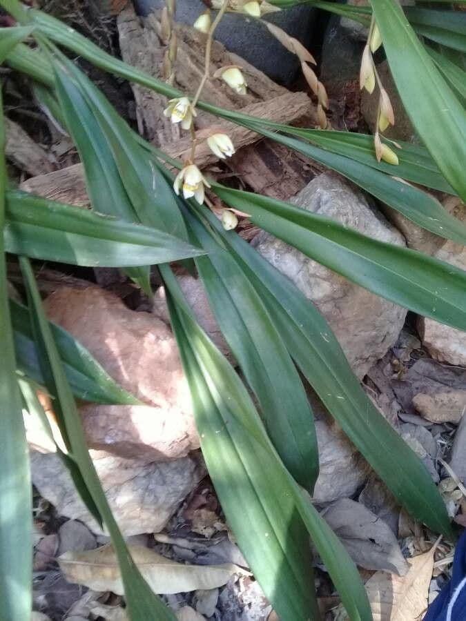 Coelogyne flaccida 8