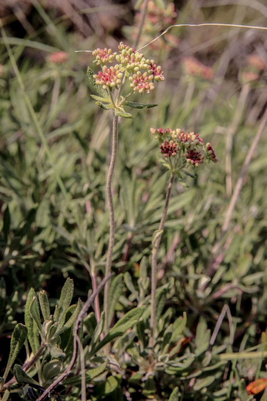 Eriogono eracleo 7