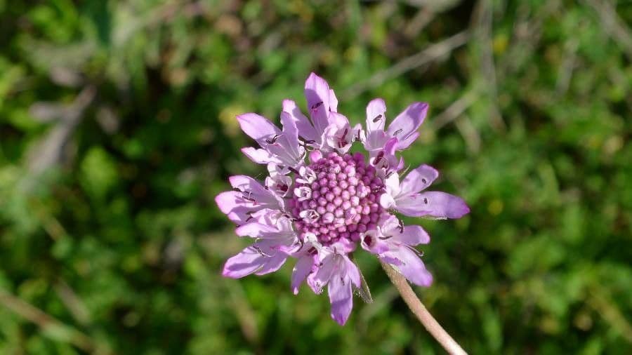 Vedovina lucida 9
