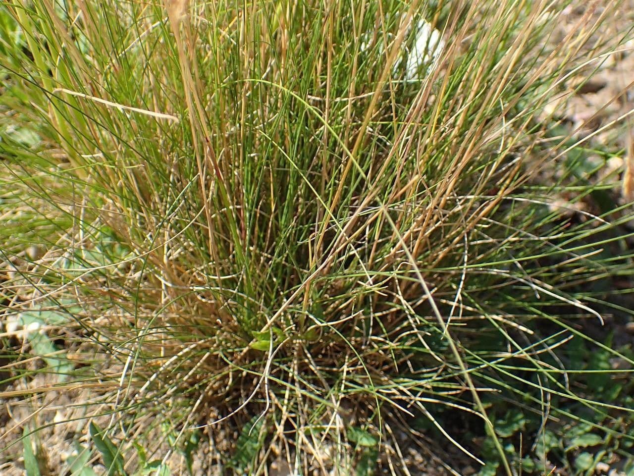 Festuca filiforme 12