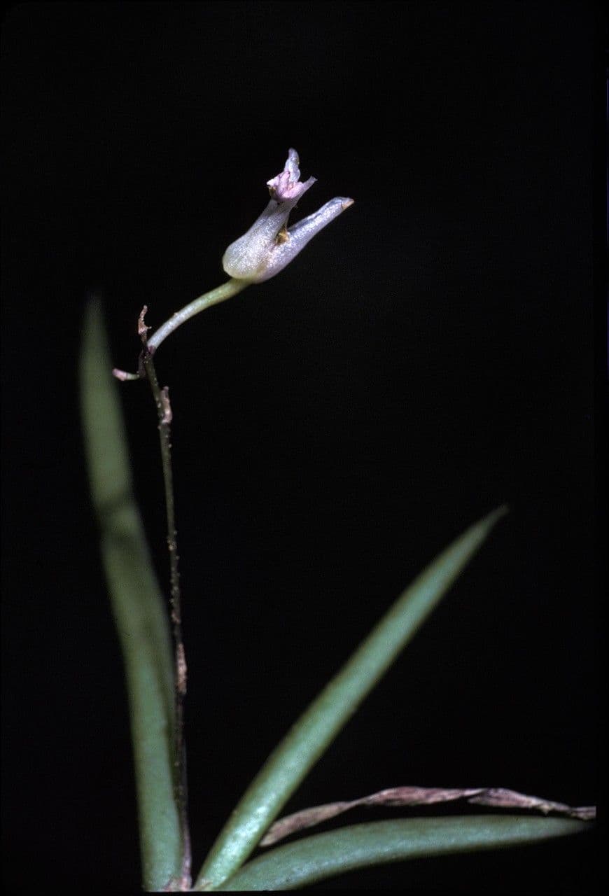 Ionopsis 3