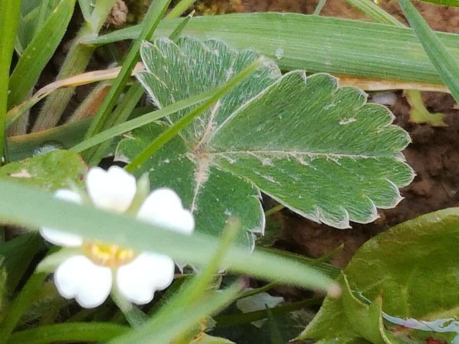 Strawberryleaf cinquefoil 20