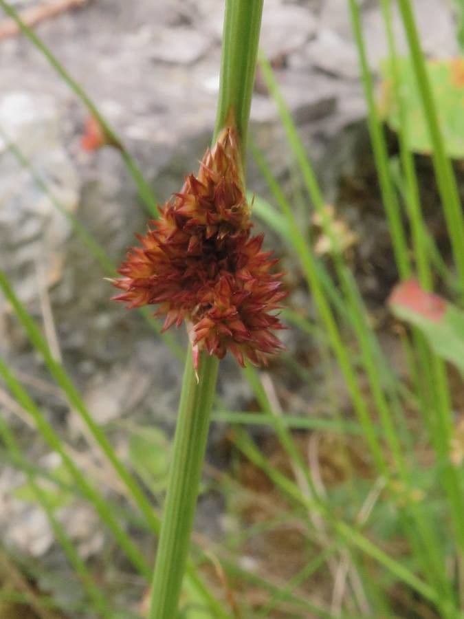 Giunco conglomerato 4