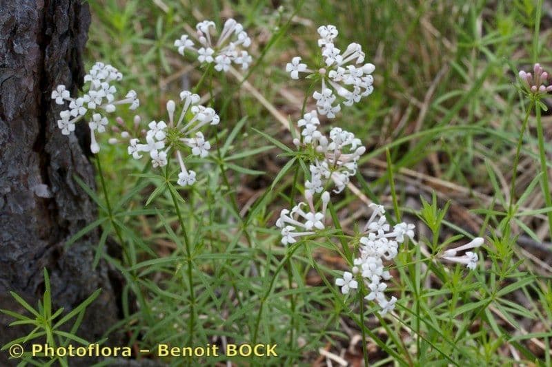 Asperula a sei foglie 7