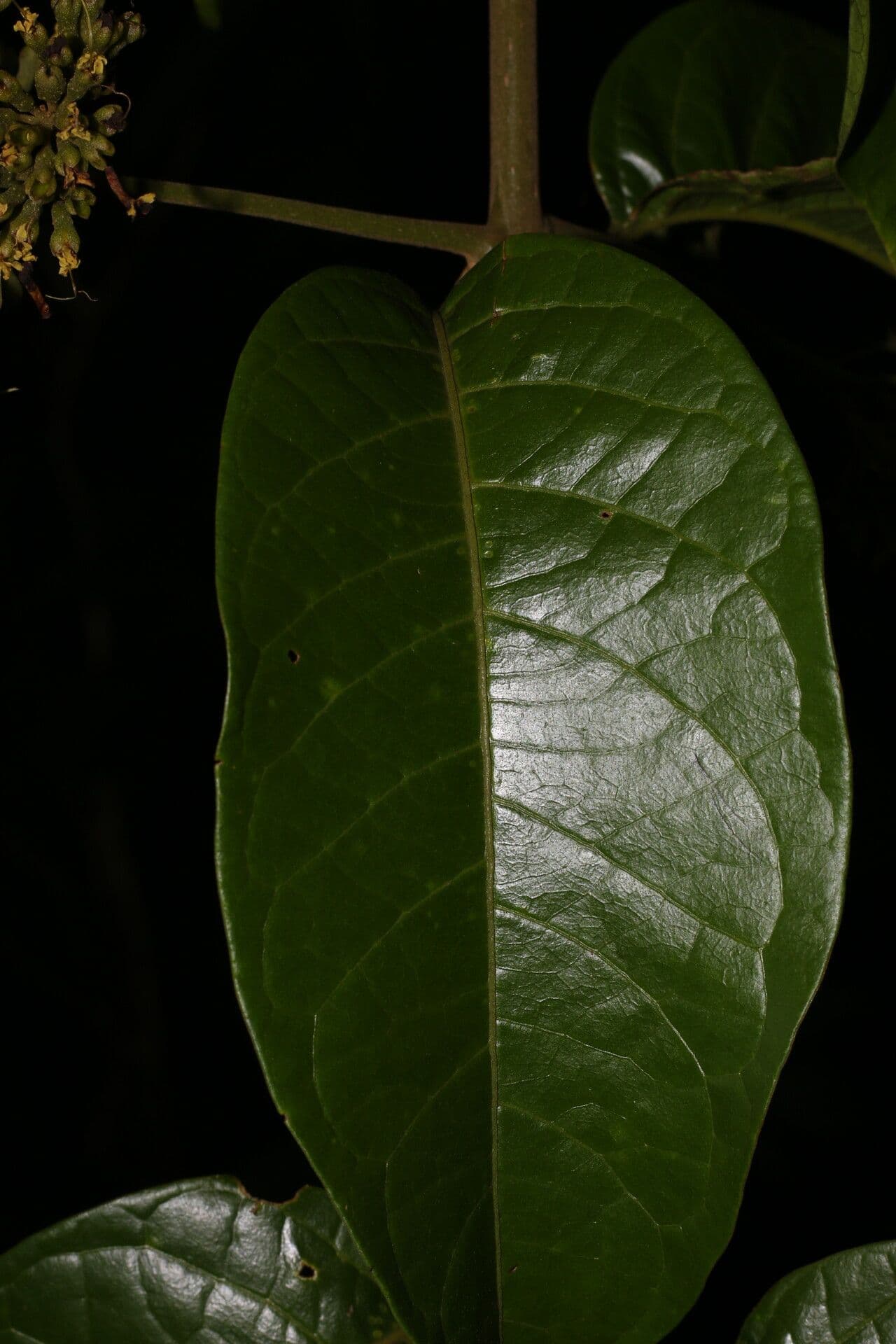 Aegiphila 7
