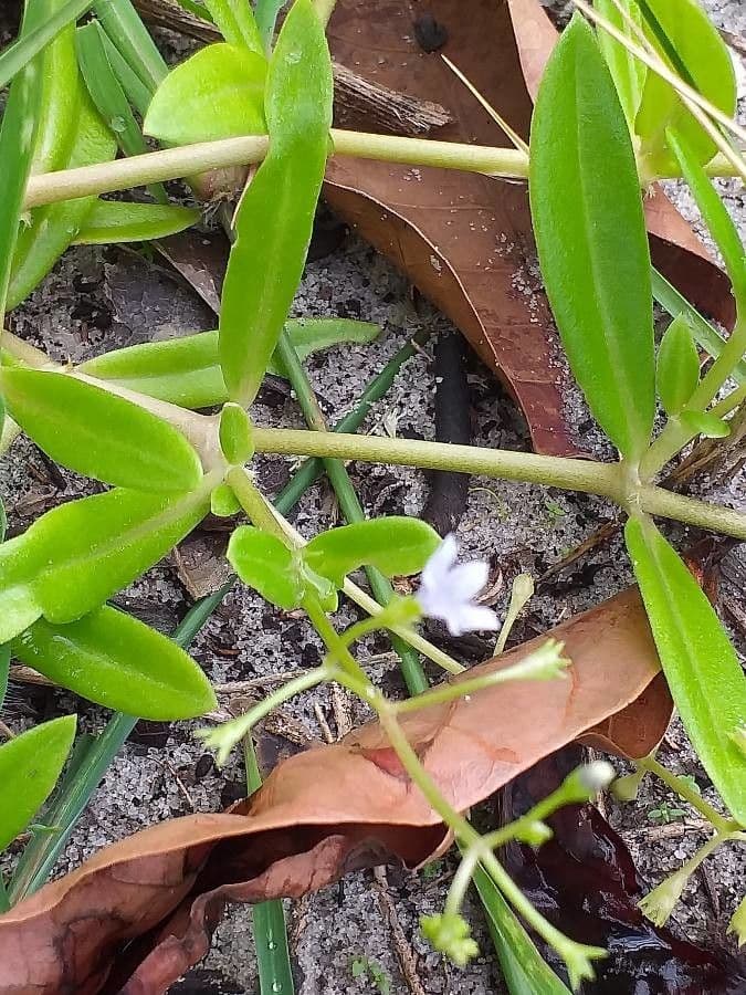 Wahlenbergia 8