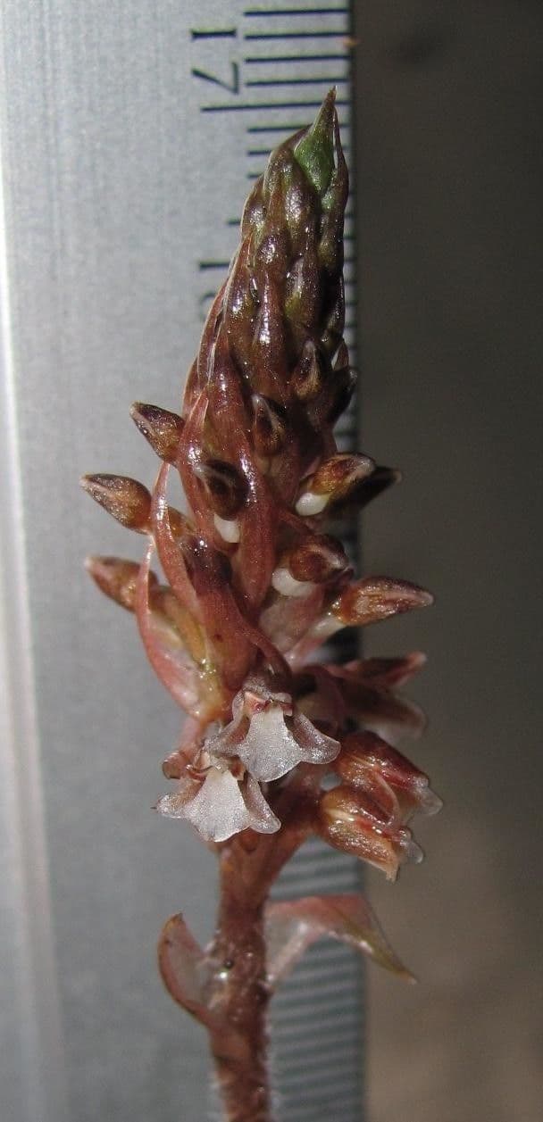 Aspidogyne 2