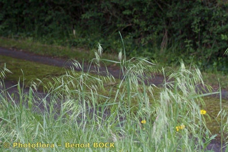 Bromus japonicus 4
