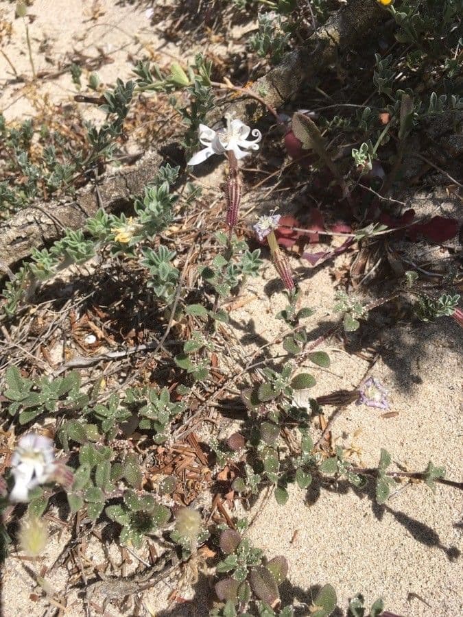 Silene 4