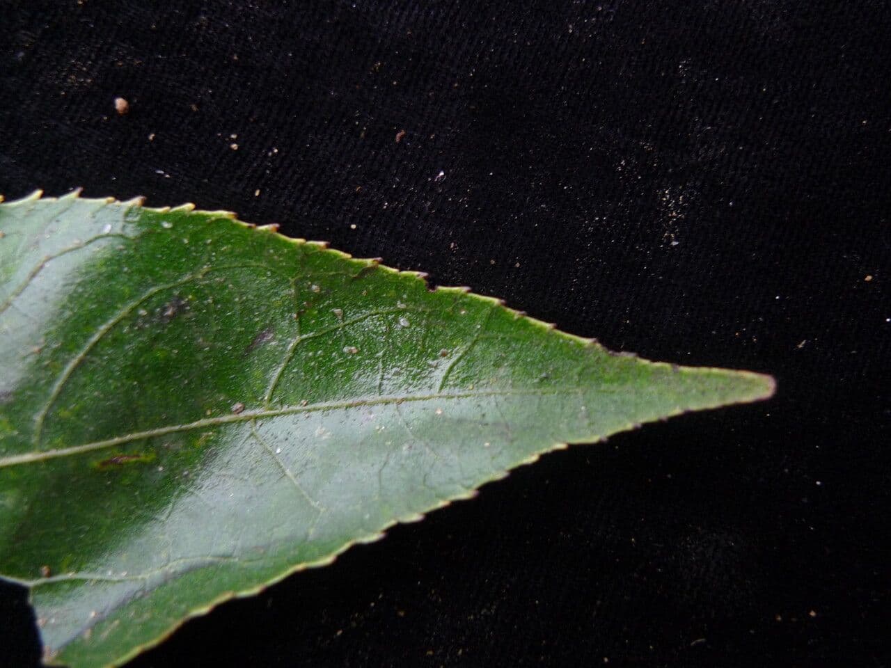 Ehretia acuminata 7