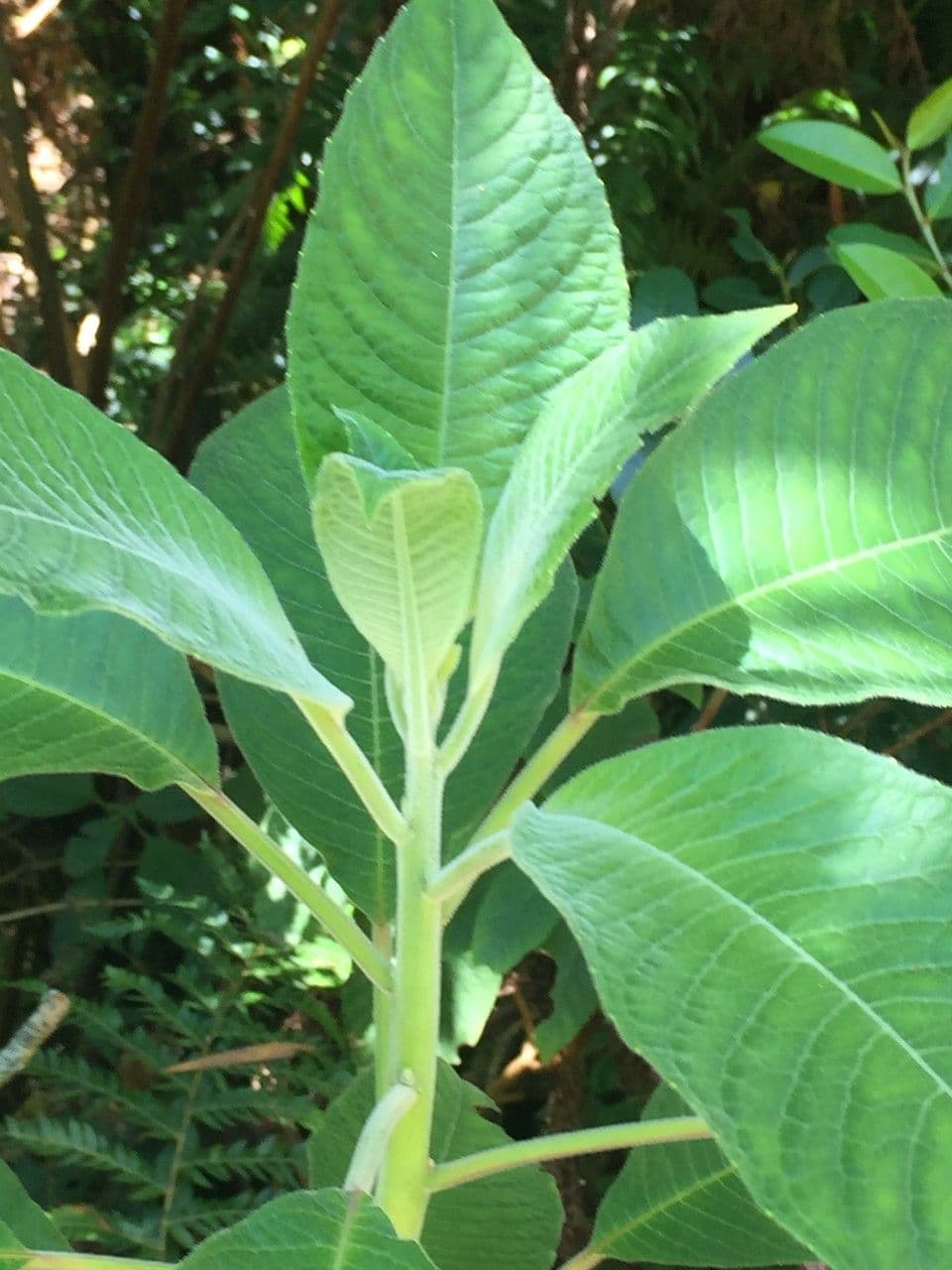 Fuchsien 26
