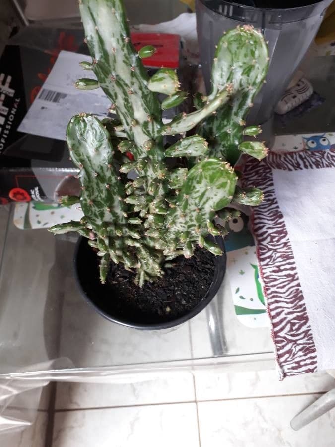 Opuncja Monacantha 4