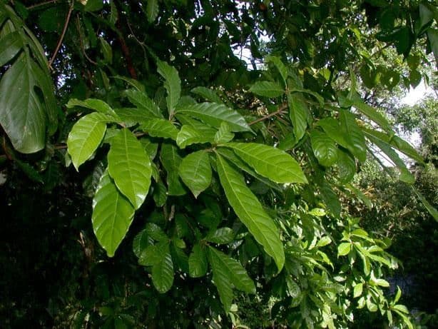 Pouteria durlandii 13