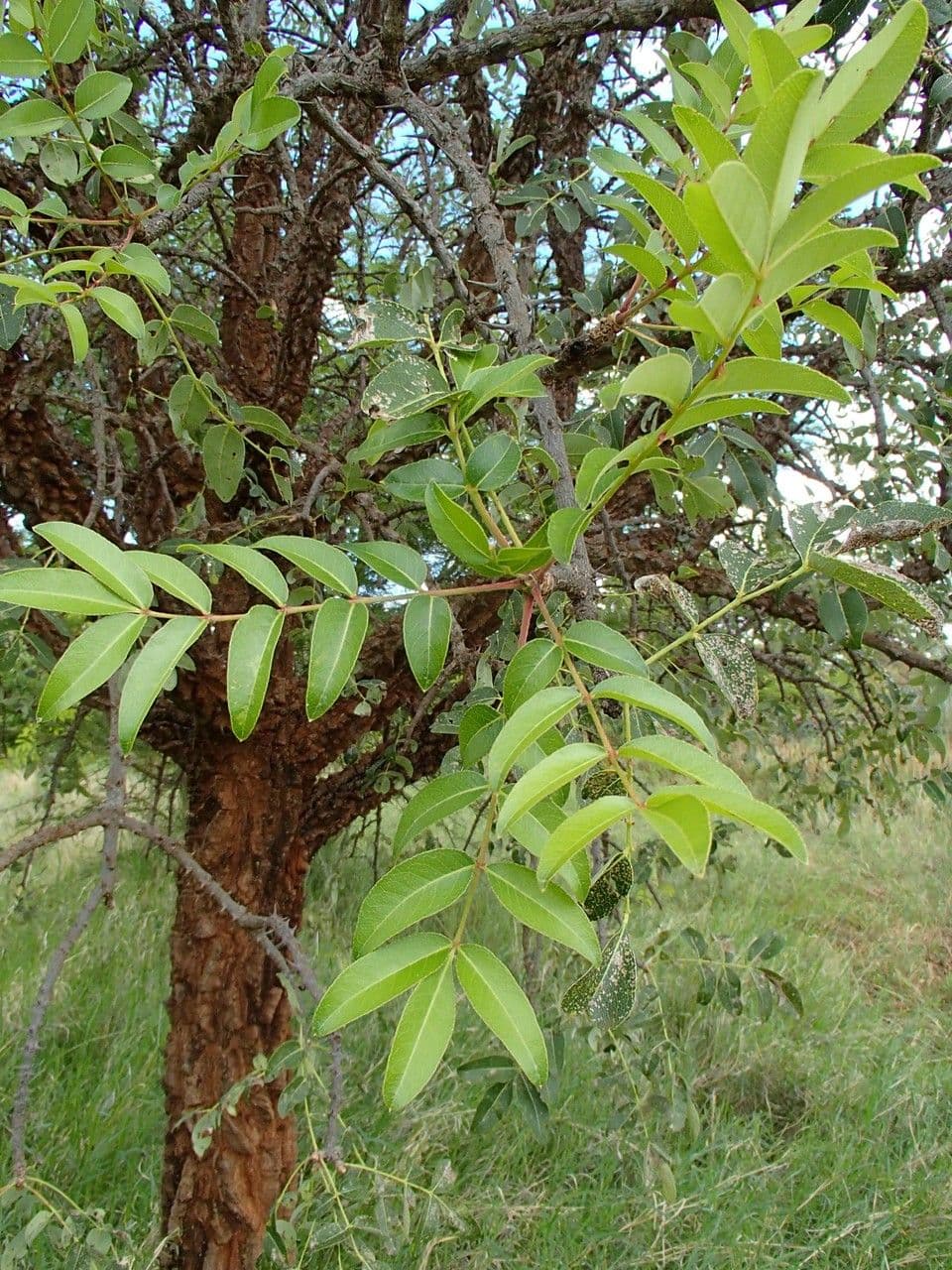 Zanthoxylum 15