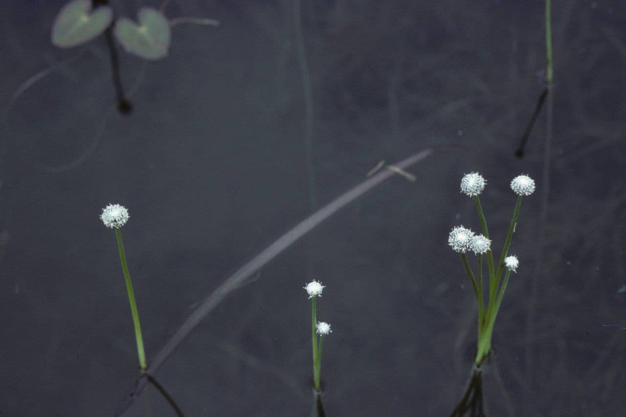 Eriocaulon acquatico 6