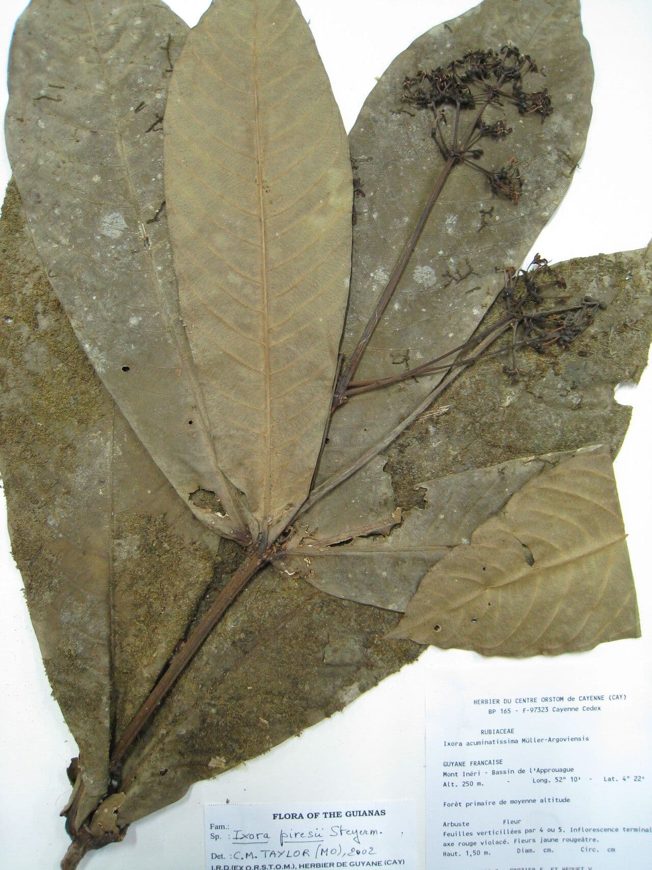 Ixora 10
