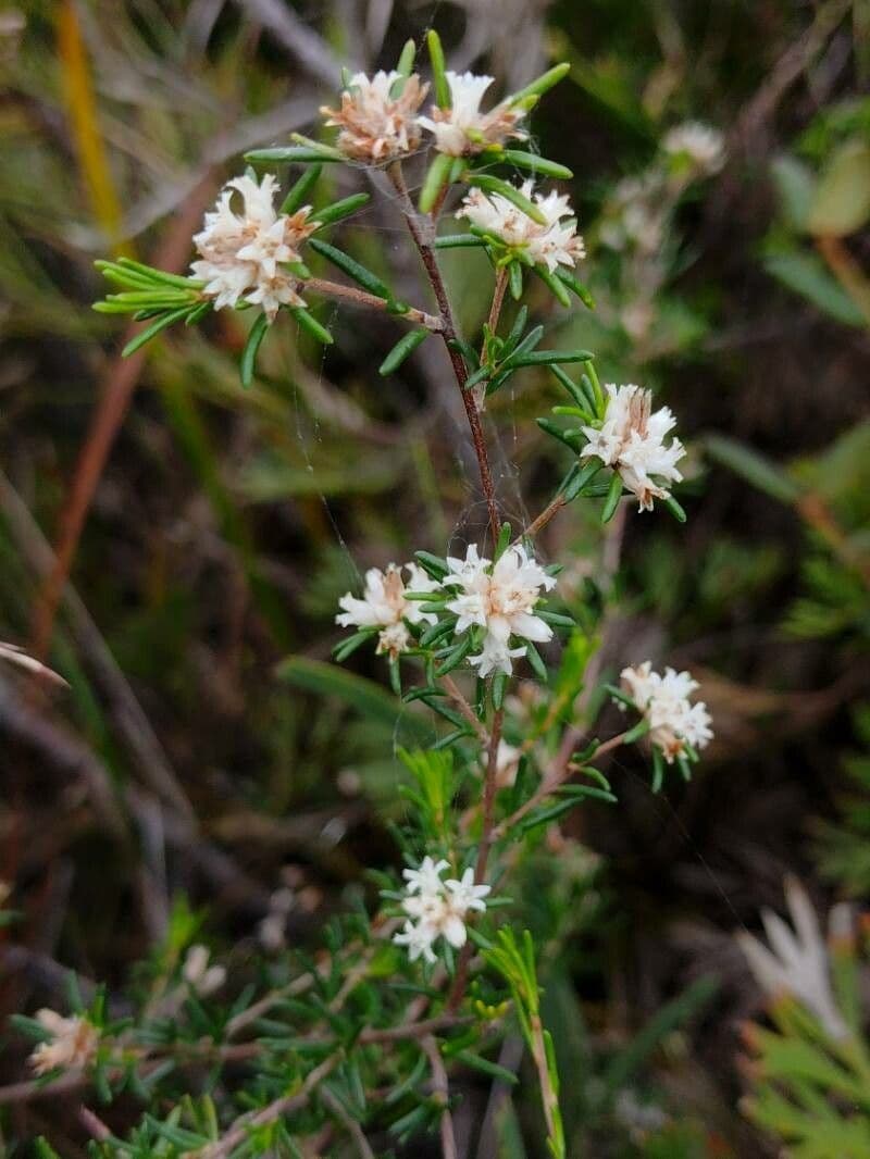 Cryptandra ericoides 2