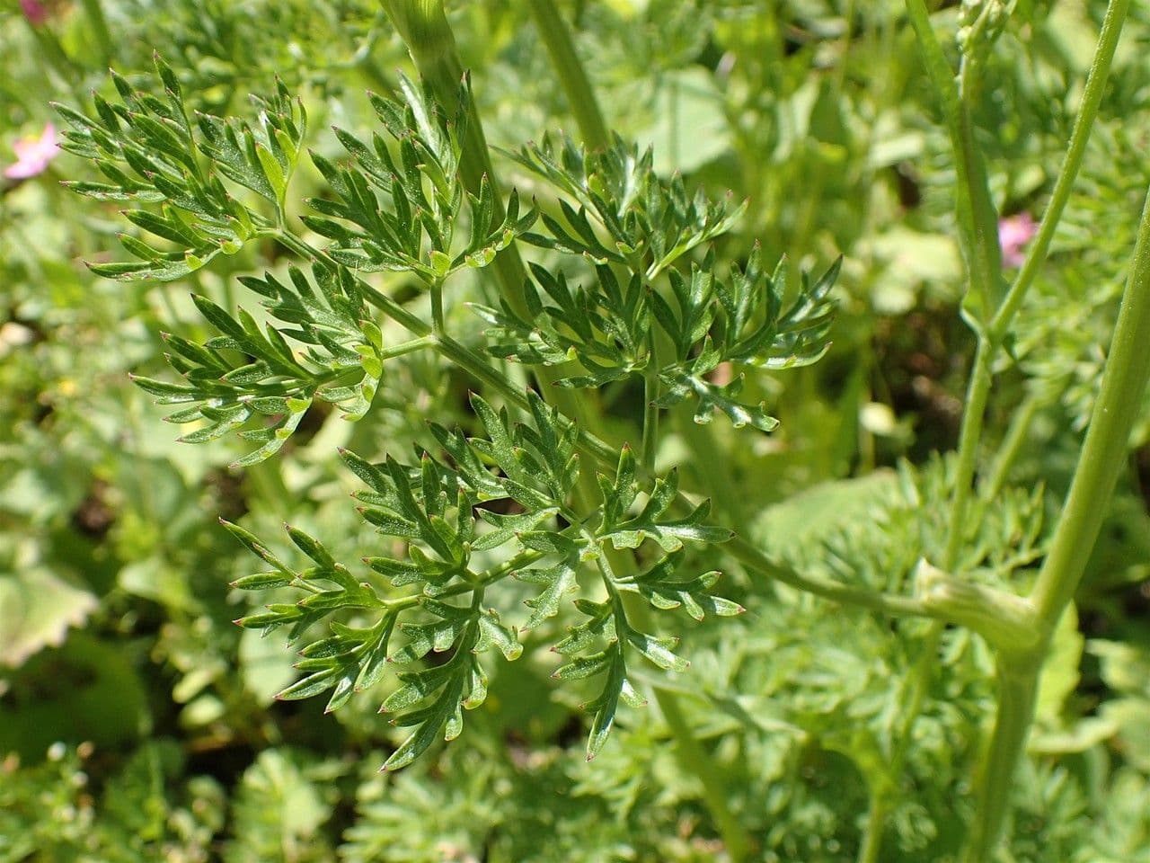 Ferula 6