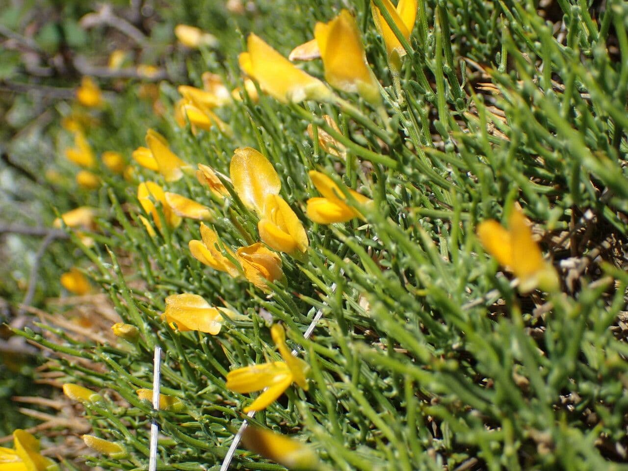 Gorse 17