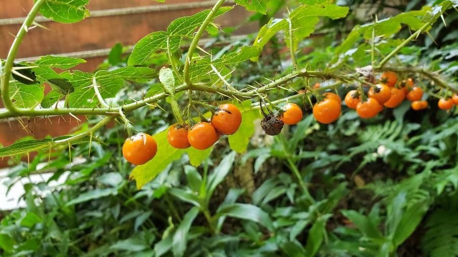 Solanum capsicoides