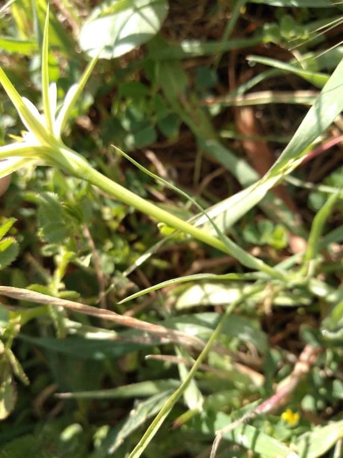 Geropogon hybridus 21