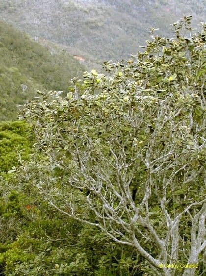 Pleurocalyptus 13