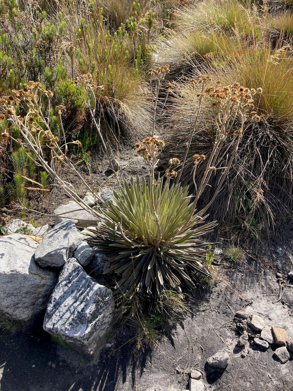 Espeletiopsis 9