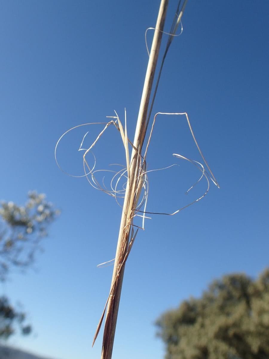 Kavyl vláskovitý 7