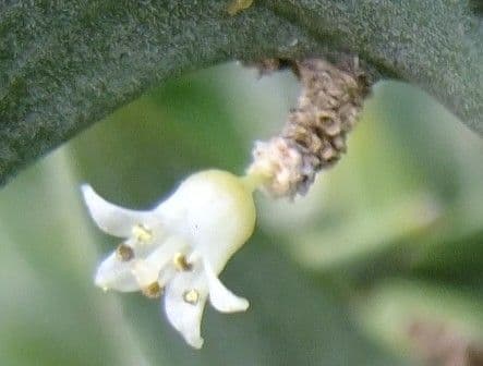 Colletia 5