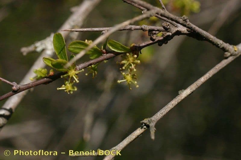 Flueggea tinctoria 26