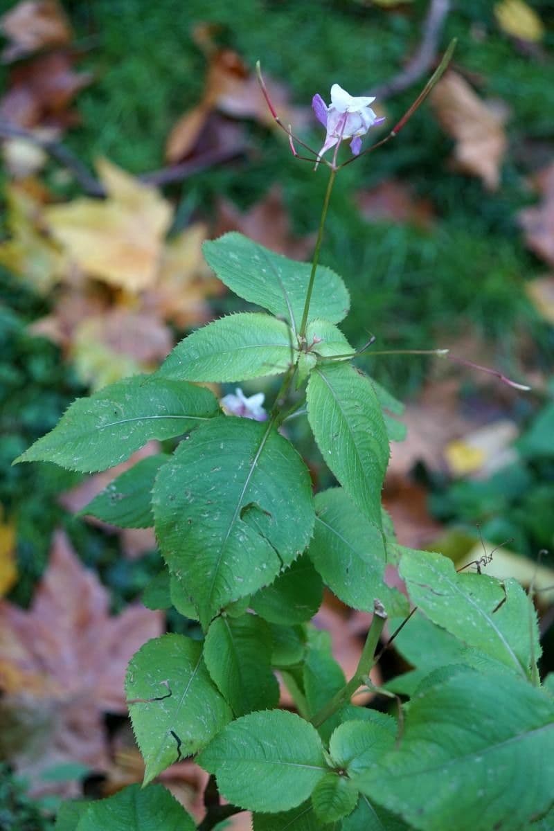 Balsamina di Balfour 10