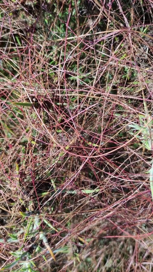 Cuscuta del timo 17
