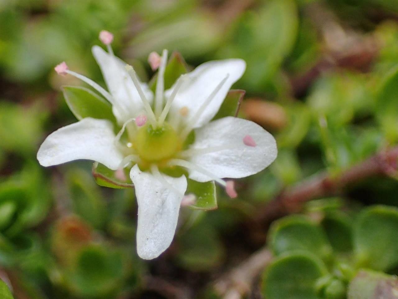 Arenaria biflora 2