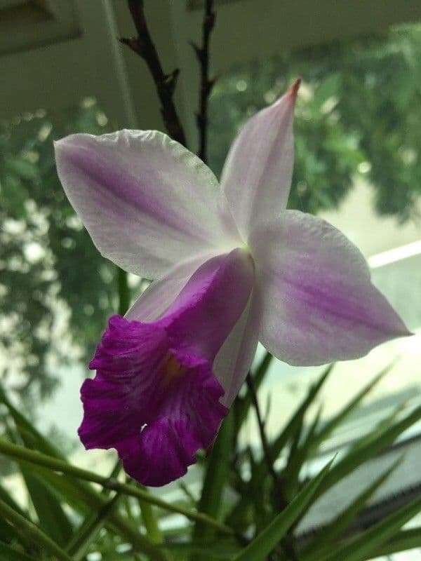 Arundina 8