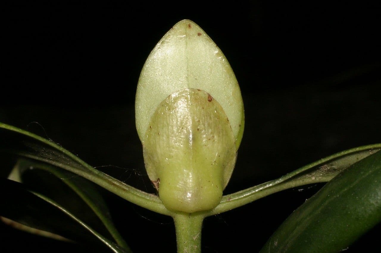 Psychotria 5