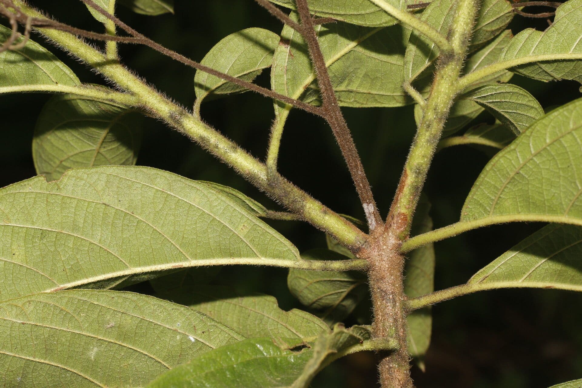 Cordia 7