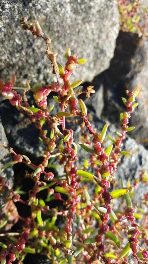 Suaeda marittima 5