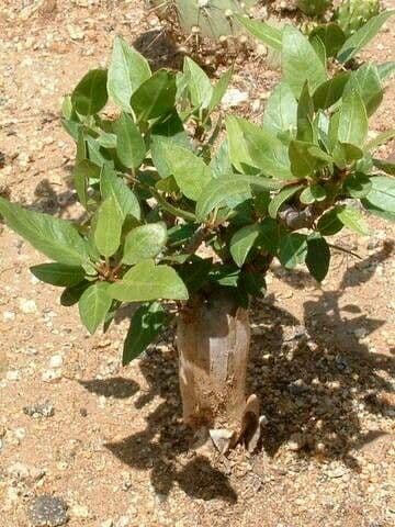 Bursera 3
